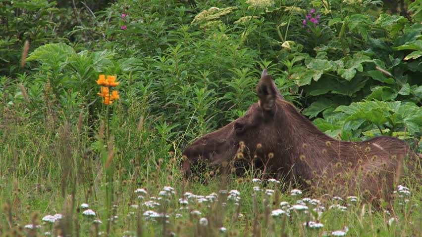 Moose Lying in Wildflowers Floppy Ears Funny Lips