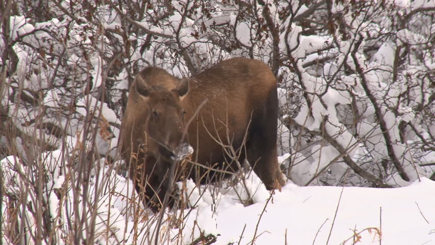 Cow moose browsing on willow near alders in the snow. Medium close shot.