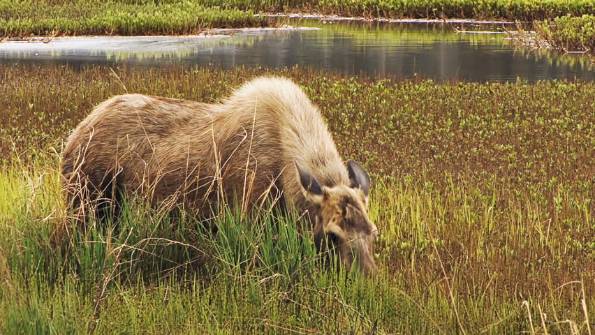 Medium shot of moose in muskeg on the verges of an Alaskan lake, eating