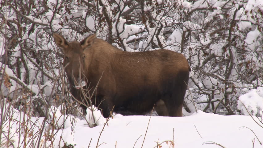Cow moose browsing on willow near alders in the snow. Medium close shot.