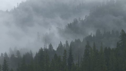 Haunting, spectral mists move fluidly from right to left around and through a coniferous mixed forest on a series of mountain ridges after a rainstorm. Moderate time lapse.