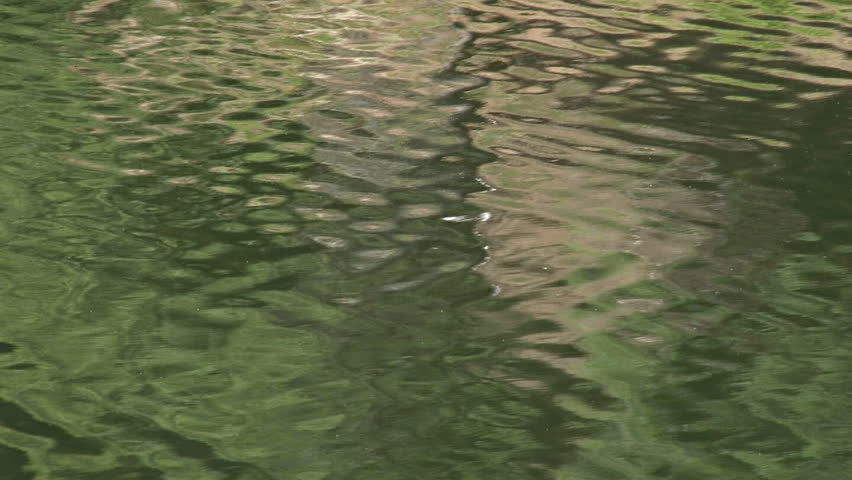 Rolling distortion of a forest reflected in rippling lake waters.