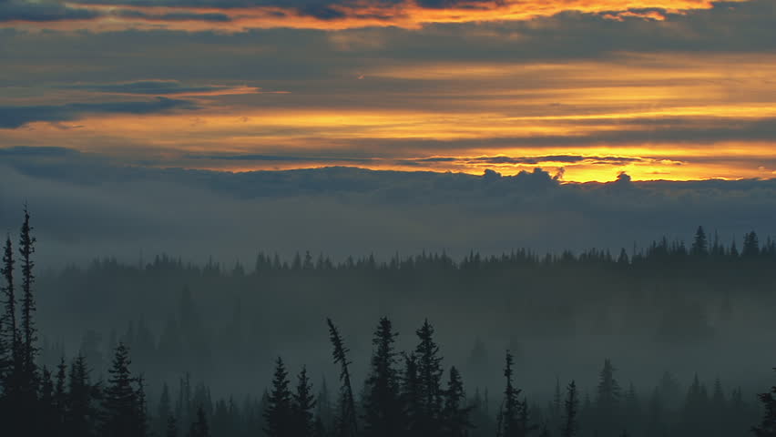 Subtle sunset over spooky misty Alaskan forest.