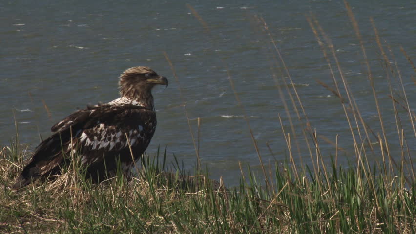 An immature bald eagle hanging out on the edge of a bluff looking over the waves