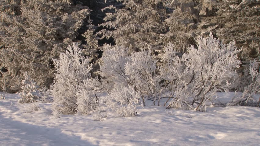 Tilt up from base of spruce trees surrounded by hoar frost-rimed willows to the