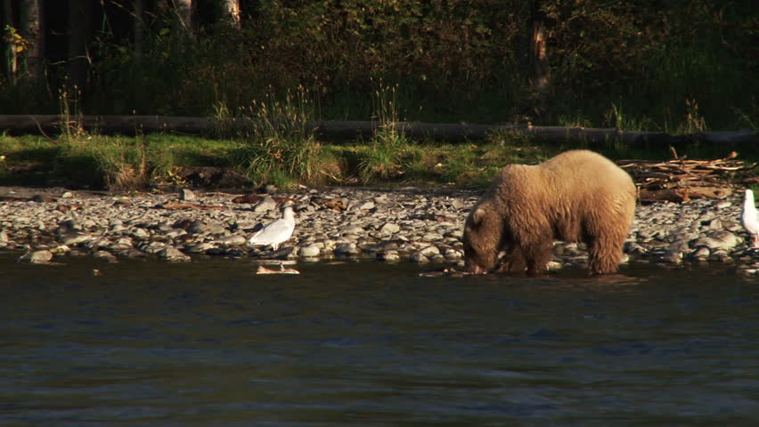 Female brown bear on bank of Kenai River batting at and tossing a shredded fish