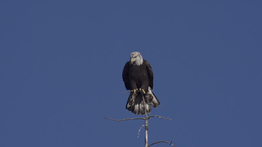 A young bald eagle (on the cusp of adulthood, hence the mottled appearance)