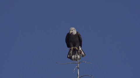 A young bald eagle (on the cusp of adulthood, hence the mottled appearance) perched atop a dead spruce tree against a blue sky, flares its wings to keep balance. Slow motion.