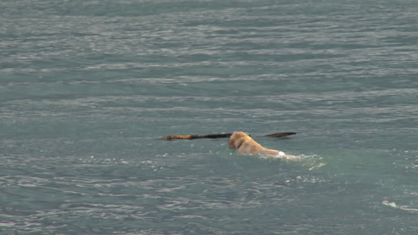 Yellow lab dutifully fetching a stick thrown into the water