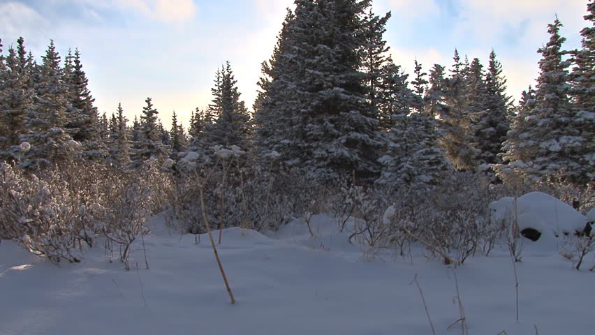 Winter scenic, spruce forest after fresh snow, sun winking through the boughs.