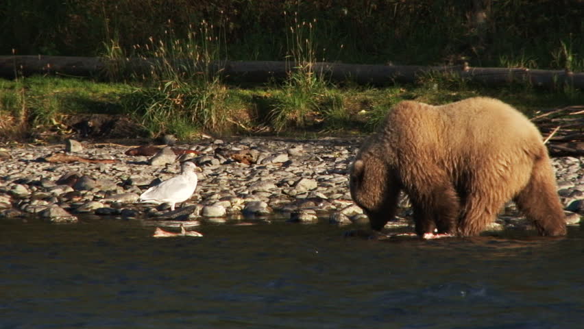 Young Grizzly Sow Playfully Investigating and Flinging Salmon Carcasses