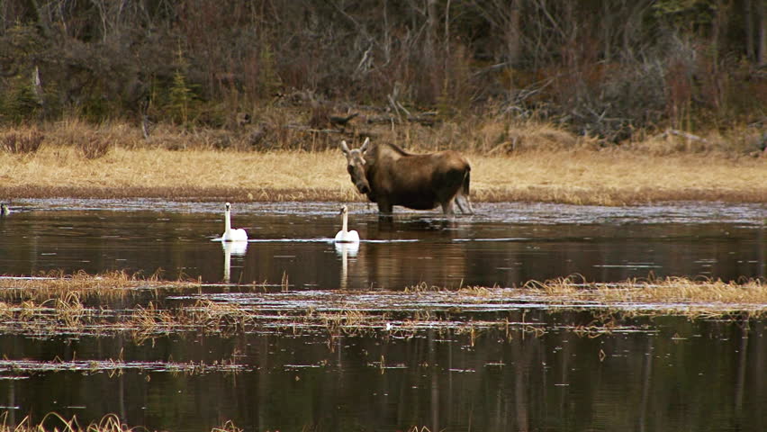 Yukon Wildlife Lake Moose Swans Beaver Ducks