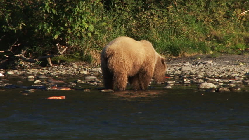 In autumn, Kenai River, Alaska, a young brown bear (grizzly) forages for food