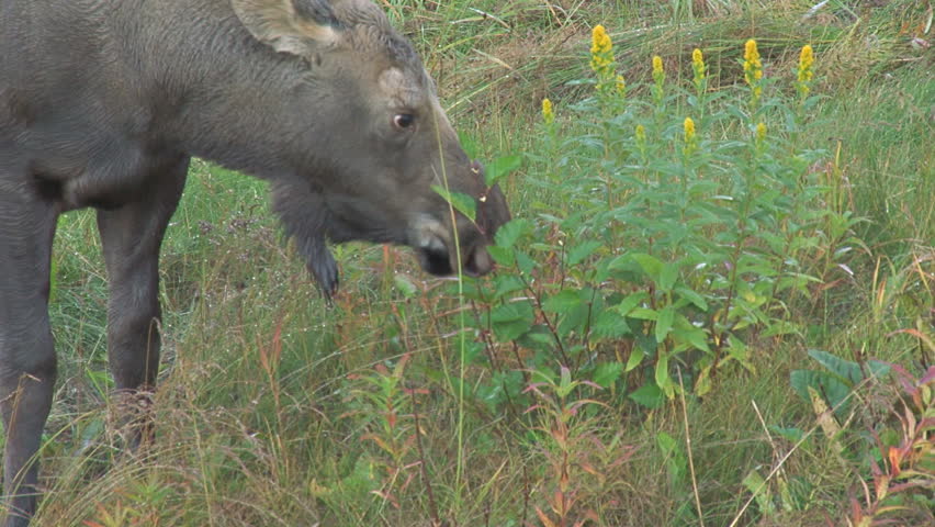 Juvenile moose eating juvenile alders