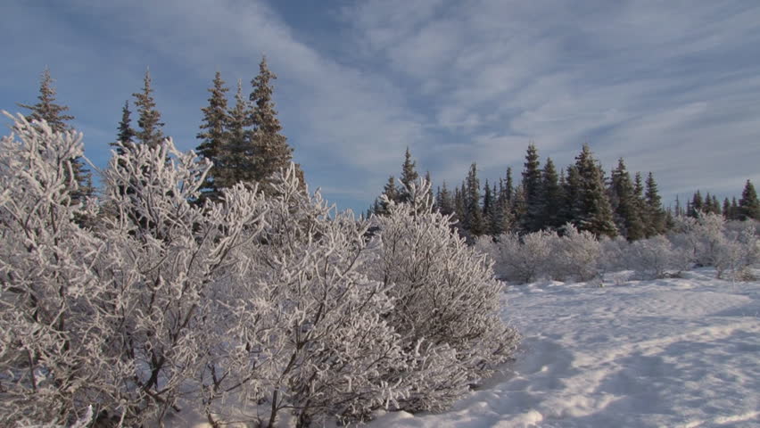 Pan from right to left of a snowy meadow with hoar frost on plants and trees.