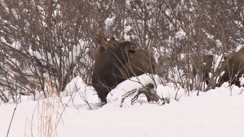 A young moose browsing on twigs in the snow as it moves from spot to spot.