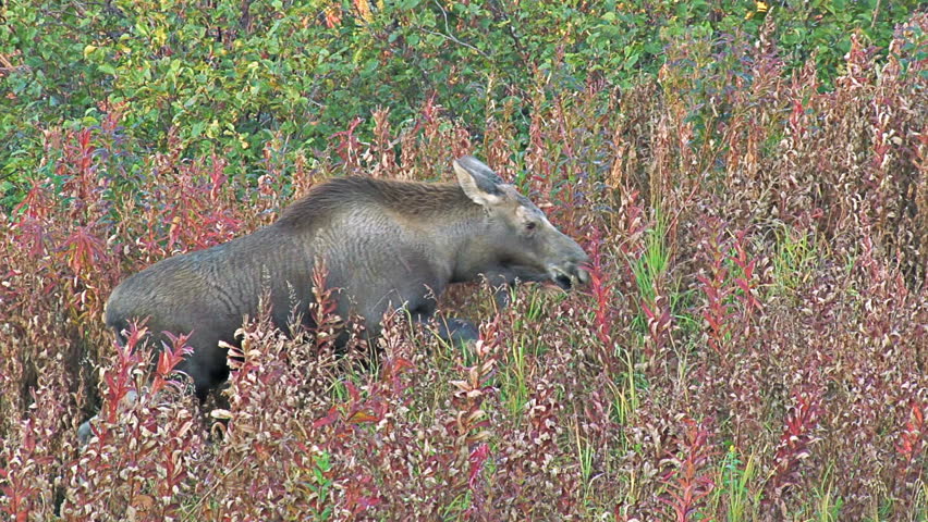 Juvenile moose calf ambling through late-season fireweed, rejoins his mother to