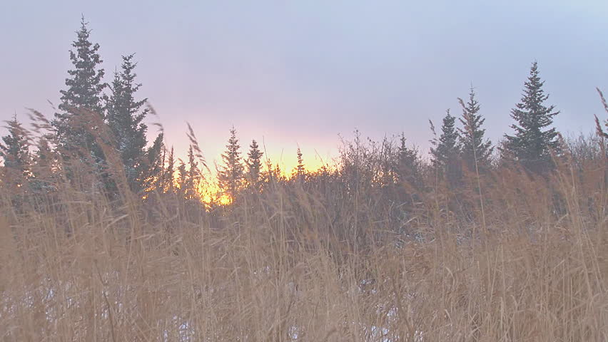 Windy Snow Meadow Forest Grasses at Sunset