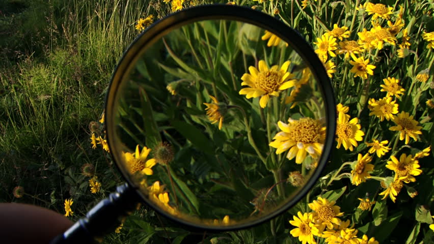 Yellow Flowers with Magnifying Glass Dreamlike Pan