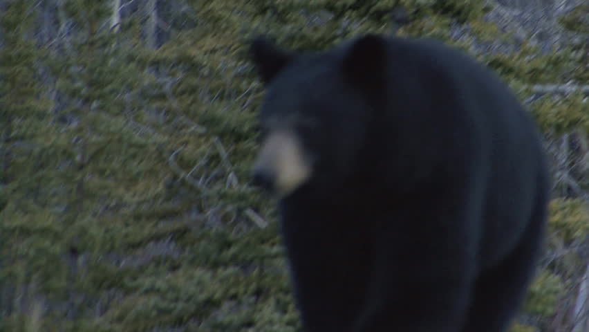 Yukon Black Bear Attacking Cameraman