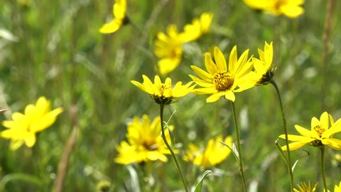 close up of several bright yellow arnica flowers in yellowstone national park, usa