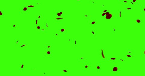 red rose petals flying on chroma key, green screen background, holiday love, relationship and valentine day concept