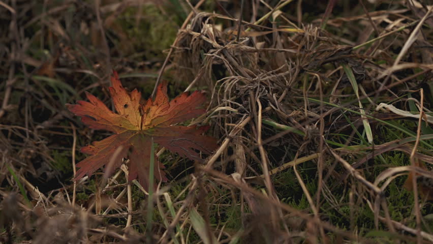 A single wild geranium leaf in repose, showing off its fall colors, glows