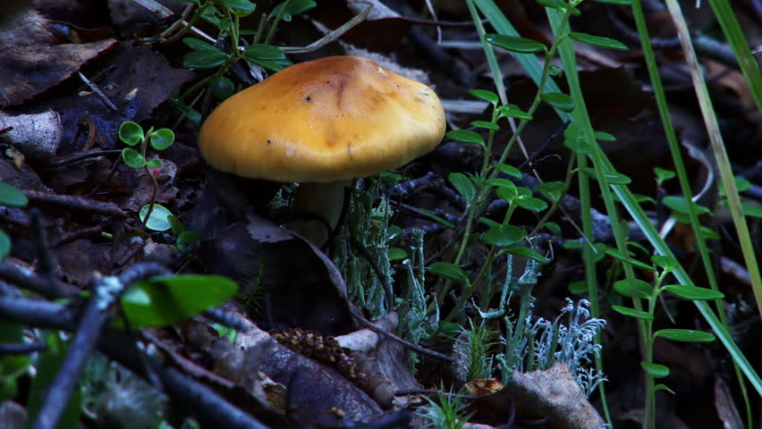 Wildland Forest Mushroom Scene with Lichen