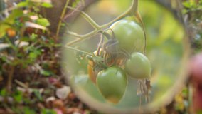 study of the development of tomatoes. Genetic Engineering. close-up 4k. Slow motion