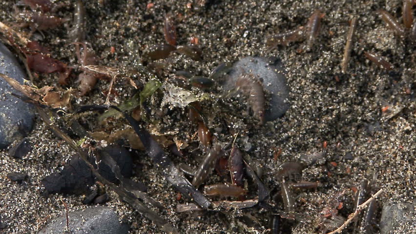 Wiggling Sand Fleas Gross Sand and Seaweed