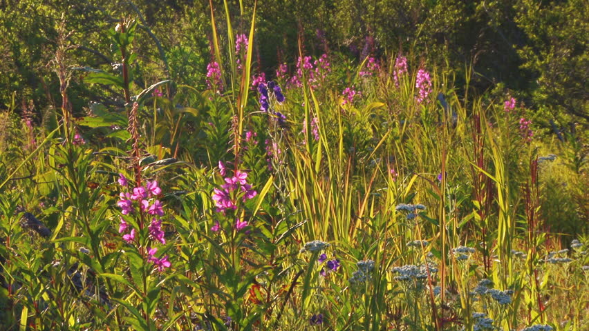 Late evening shifting light plays across wildflowers and grasses in a breeze.