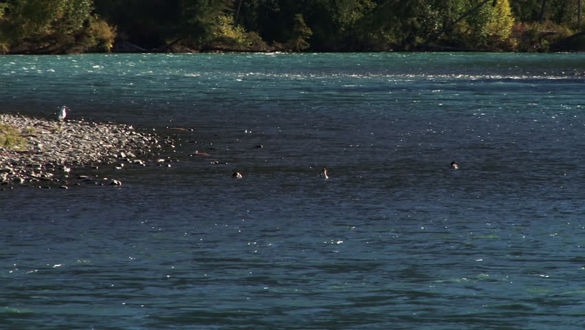 Two of three wild ducks on a colorful Kenai River afternoon splash and flap in