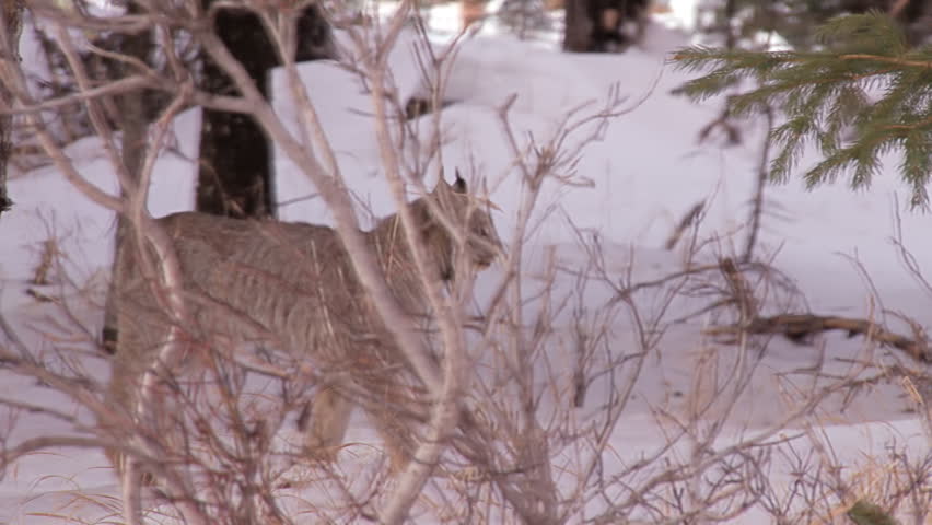 Wild Alaskan Lynx in Snowy Woods