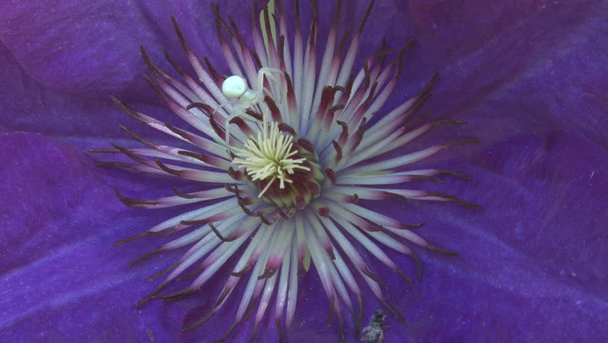 White spider purple flower clamatis