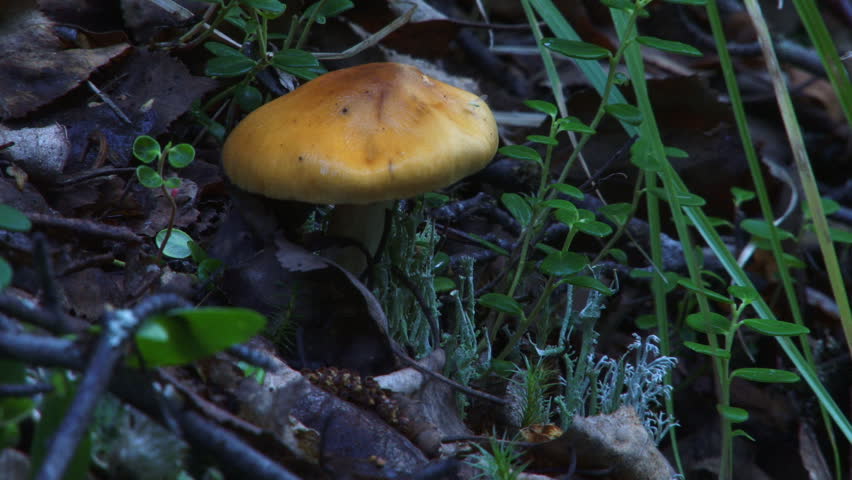 Wildland Forest Mushroom Scene with Lichen