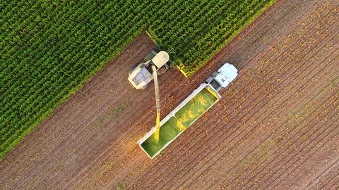 Tractors and farm machines harvesting corn in Autumn, breathtaking aerial view.
