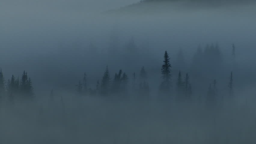 A heavy, somber mist writhes and slithers through the tops of spruce trees in a