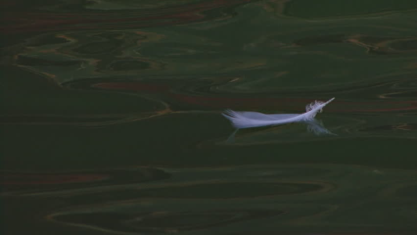 A contemplative clip of a semi-slow-motion white gull feather floating in serene