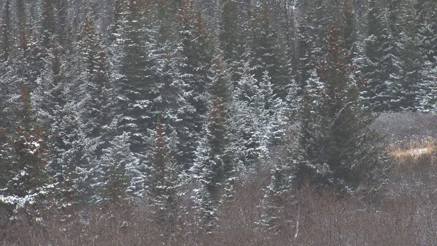 First snow in the Alaskan spruce forest near Homer.