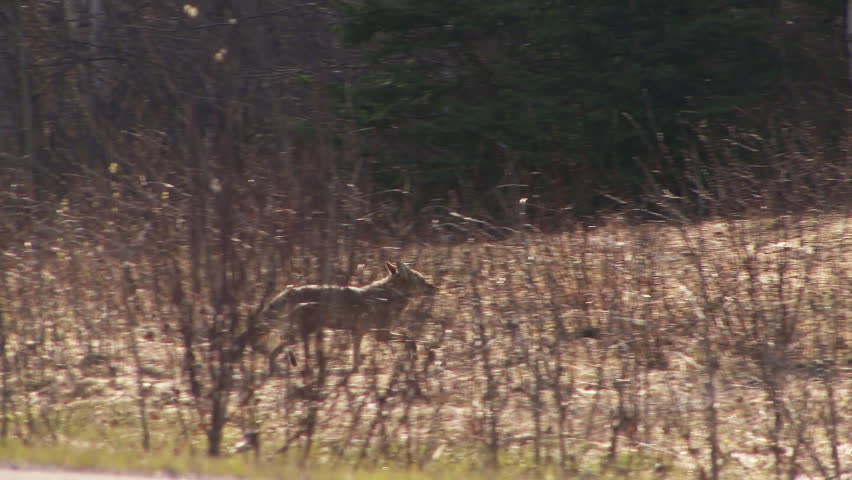 Coyote trotting through brush and woods in British Columbia, disappearing into