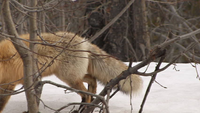 Wild Red Fox in Winter Coat Walking Through Alder