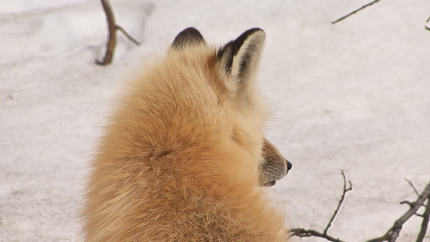 Wild Red Fox Profile Against Snow close-up