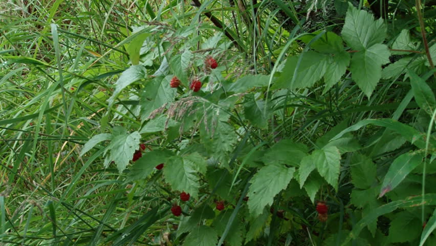 Medium shot of clusters of ripe wild raspberries being picked by a man in