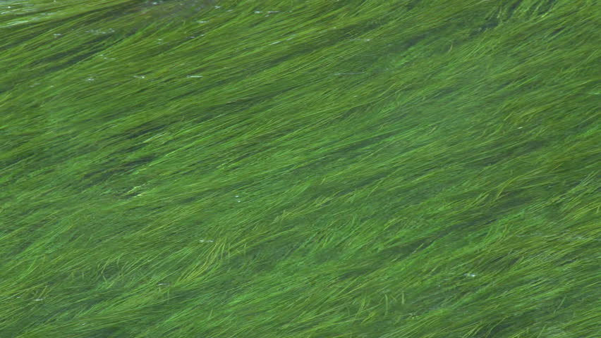 Underwater Grasses Flowing in Current