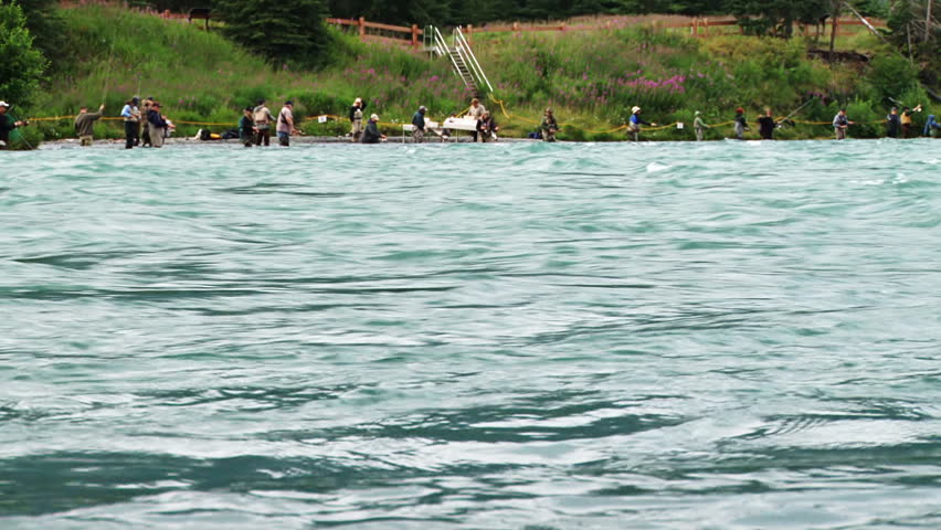 Two Salmon Jumping Kenai River Combat Fishing