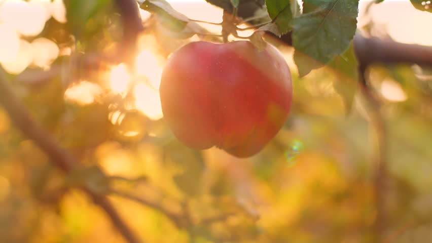 Eve Pick an Apple Royalty-Free Stock Footage #31165903