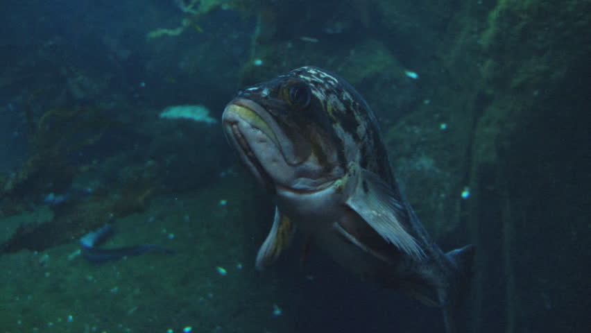 Ugly Floating Fish in Aquarium