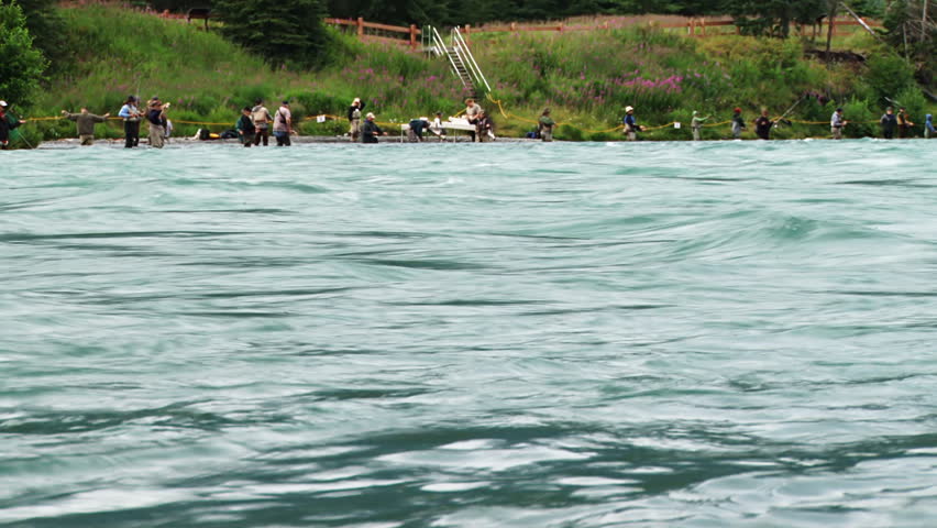 Two Salmon Jump Slomo Kenai River Combat Fishing