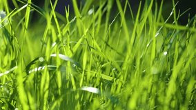 Macro shot of beautiful fresh green grass covered with shiny drops of morning dew. Charming round bokeh of blurry stems of plants slightly moving in wind. Real time full hd video.