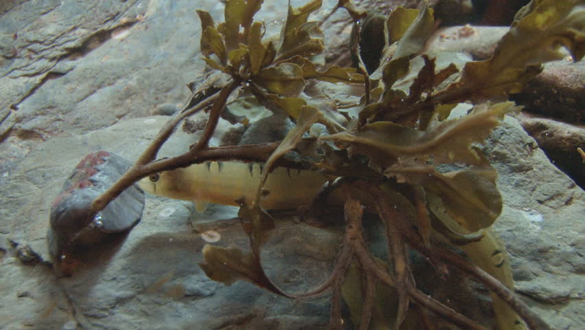 A very small, shy eel, timidly writhing in a bunch of seaweed by a rock.